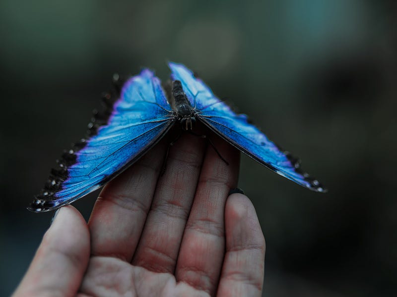 Close-up of a person with a butterfly, symbolizing creativity