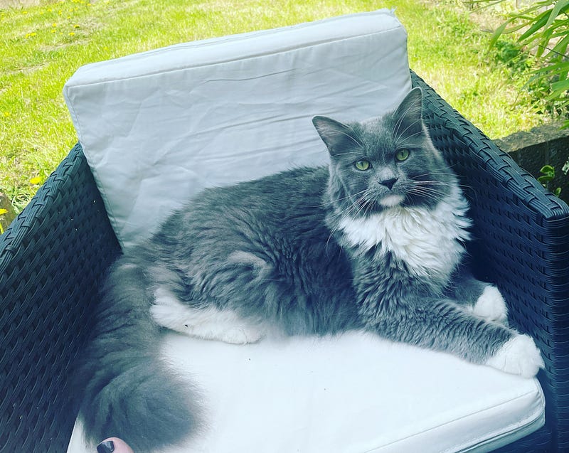 Toby enjoying the sunny garden