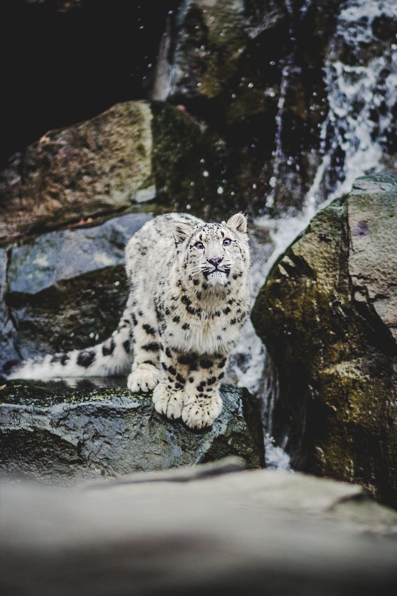 Snow Leopards: Unseen Forces of Change