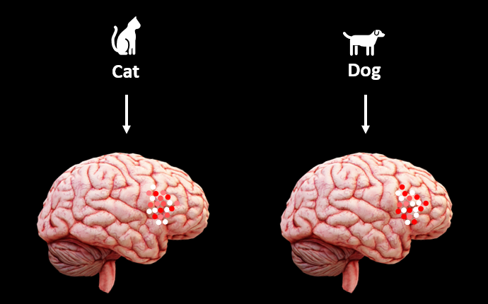 Brain activation patterns in response to different stimuli.