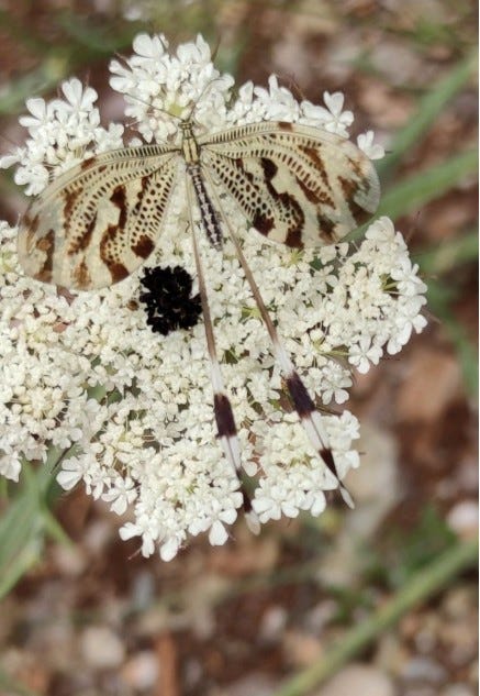 Wild Carrot - Queen Anne's Lace