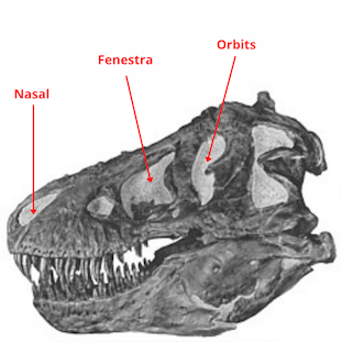 Diagram of dinosaur characteristics.