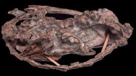 Fossil of Mei long in sleeping posture.