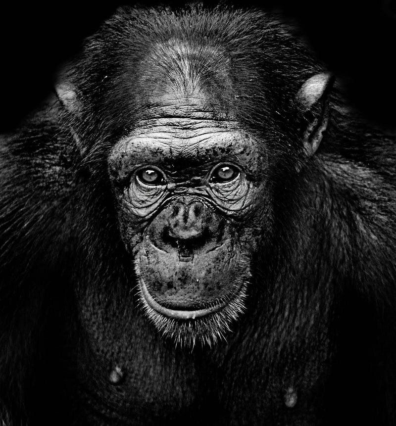 Comparison of chimpanzee and human facial structures