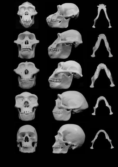 Comparative skull reconstructions of various hominins