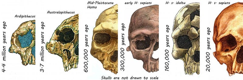 Hominin skulls over millions of years