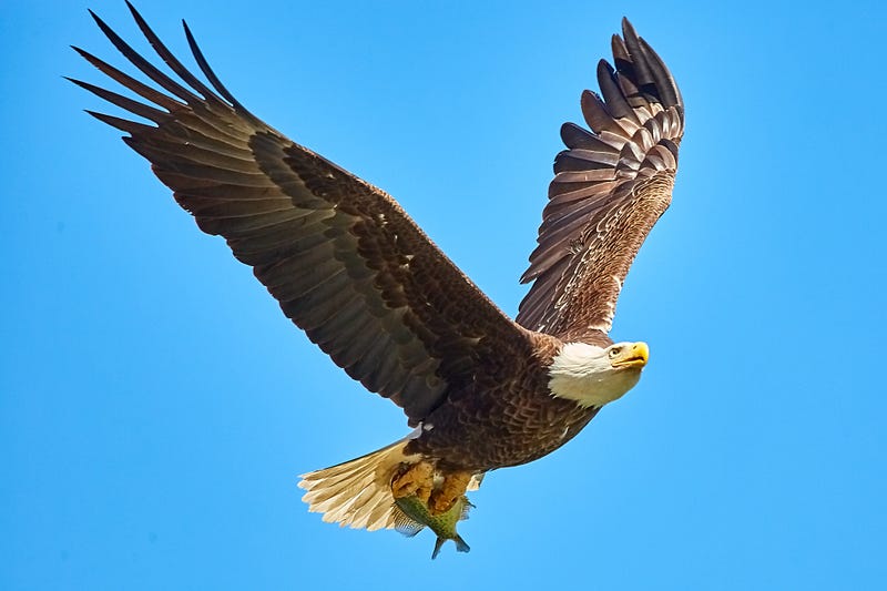 Emulating Bird Flight Mechanics