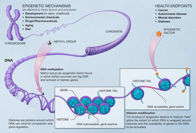 Visualization of methylation and histone modifications