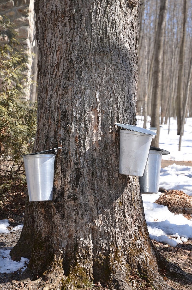 Maple tree tapped for syrup production