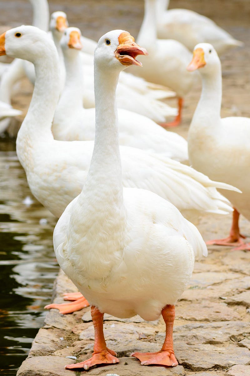 Geese in captivity for foie gras production