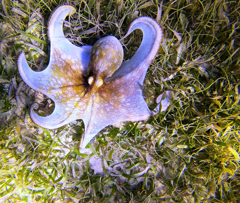 Octopus displaying vibrant colors during sleep