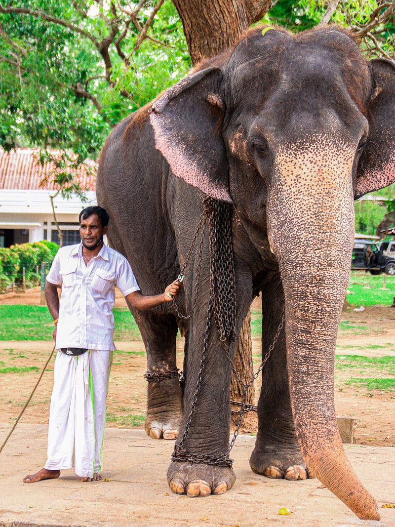 Indian elephant enjoying a mud bath