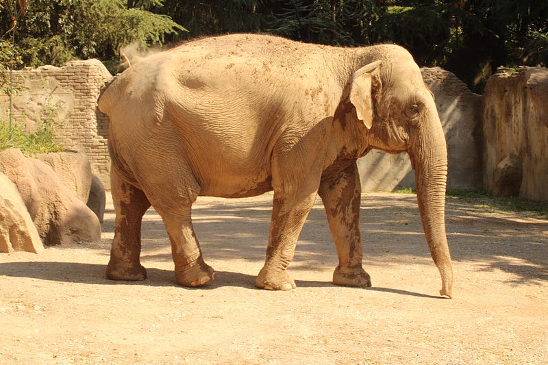 Decorated Indian elephant in a festival