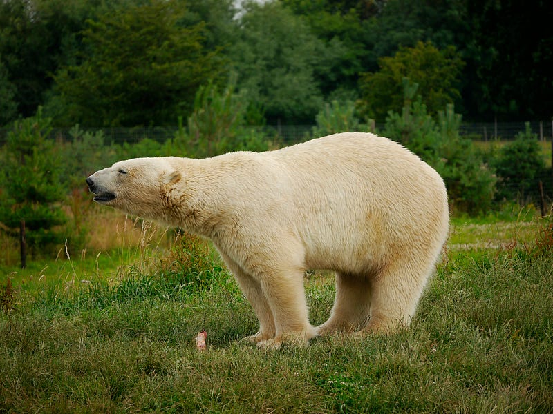 Polar bear on ice