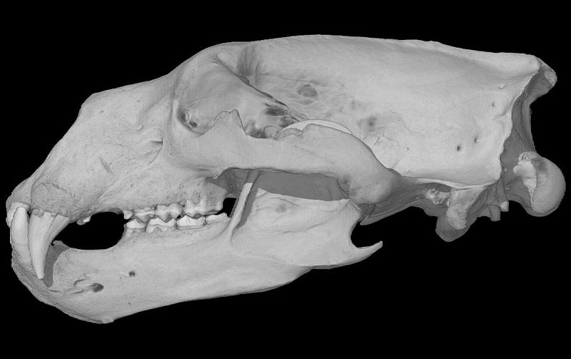 3D scan of polar bear specimen