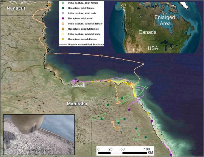 Polar bear movement map