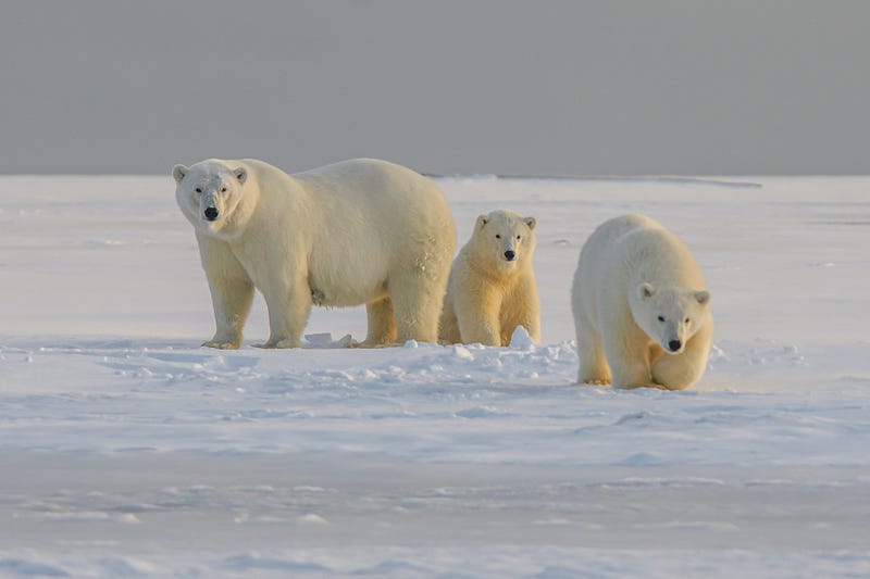 Polar bear in the wild