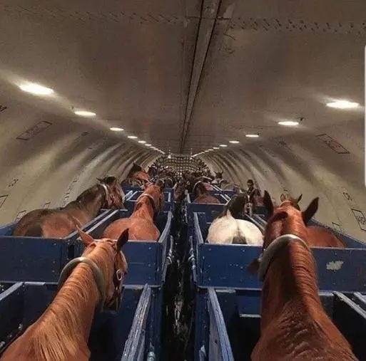 Horse aboard an airplane