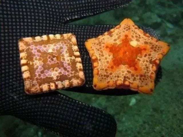 Unusual five-pointed starfish displaying square shape