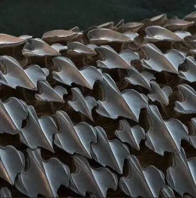 Sharkskin under an electron microscope