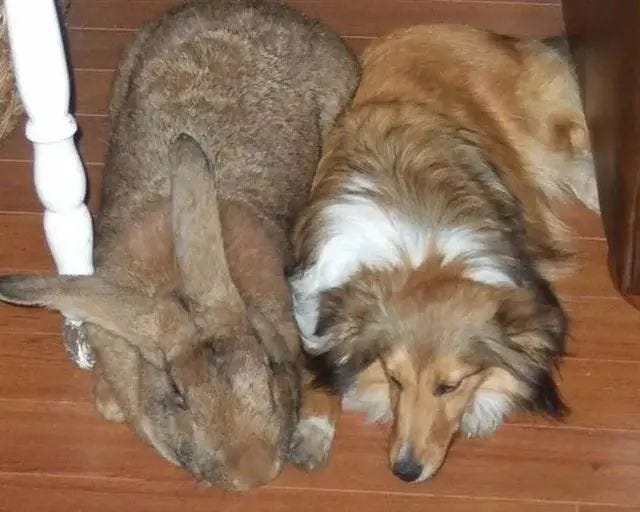 Flemish Giant Rabbit, a large breed of rabbit