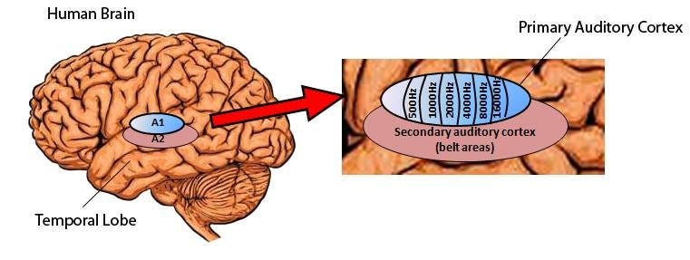 Diagram of the auditory cortex and its functions