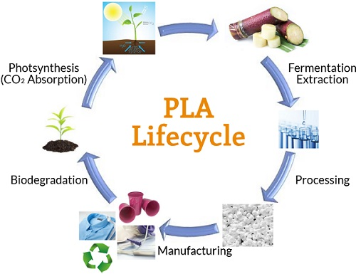 Biodegradable containers and their impact on the environment