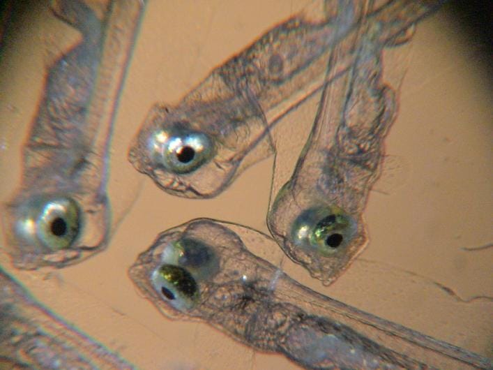 Young flounders with eyes on each side of their heads